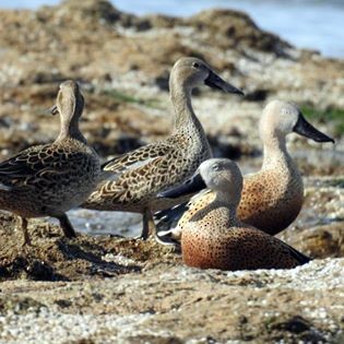 Red Shoveler - ML275116231