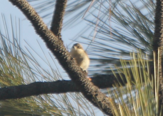 Pygmy Nuthatch - ML27511671