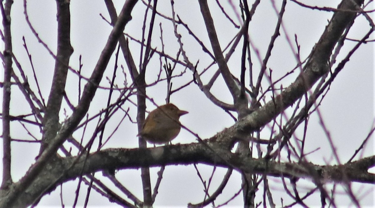 Summer Tanager - ML275117021