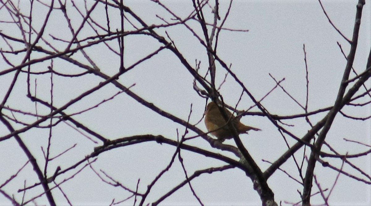 Summer Tanager - ML275117631