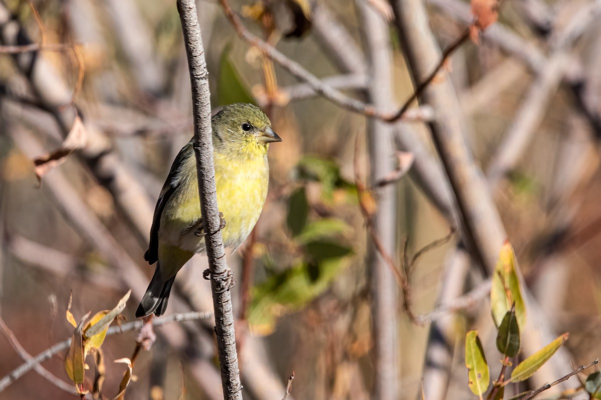 American Goldfinch - ML275117671