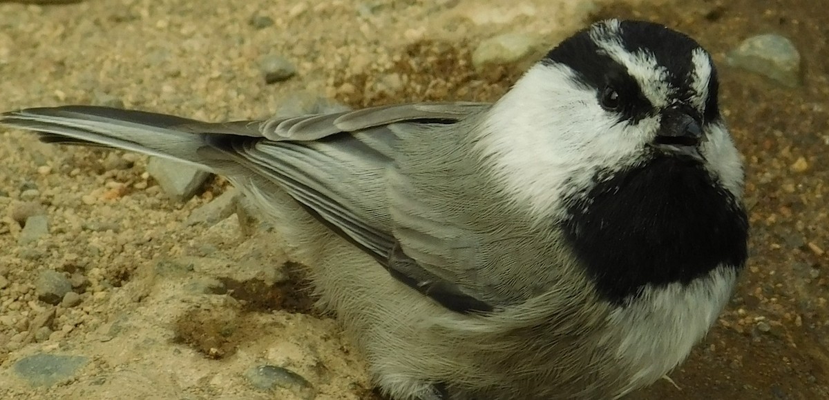 Mountain Chickadee - ML275119201