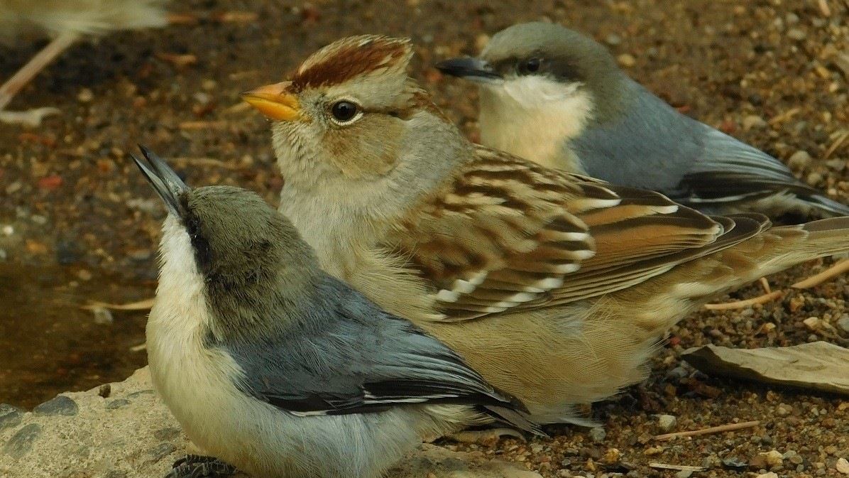 White-crowned Sparrow - ML275119421