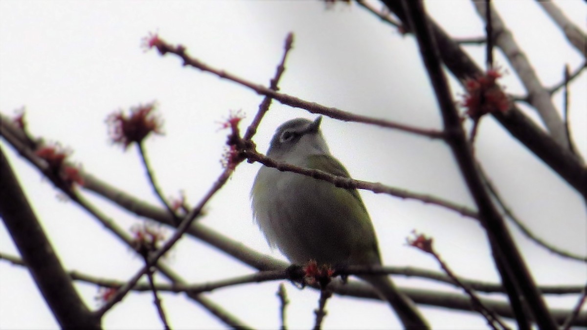 Mavi Başlı Vireo - ML27512011