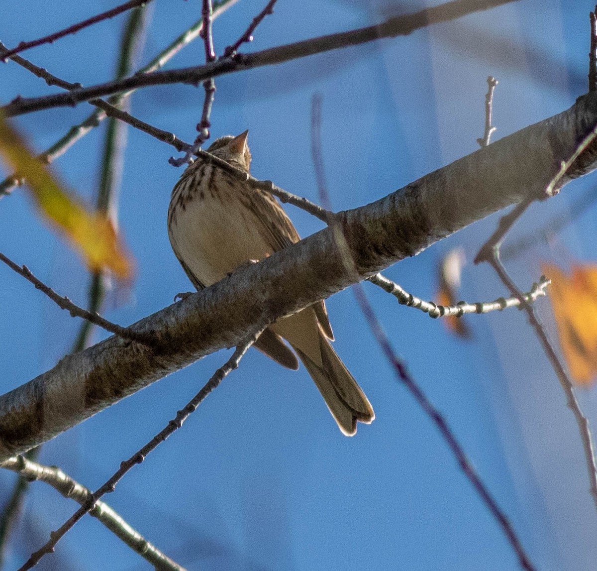 Vesper Sparrow - Patricia Verbovszky