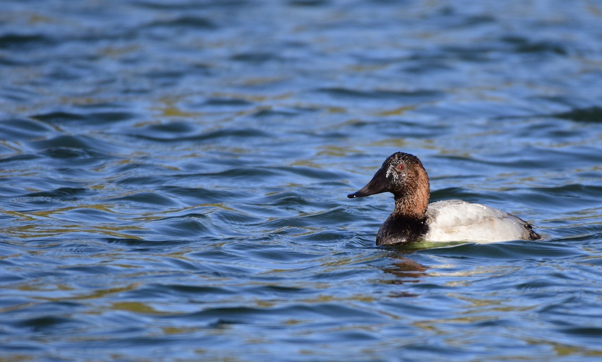 Canvasback - Mary Bente
