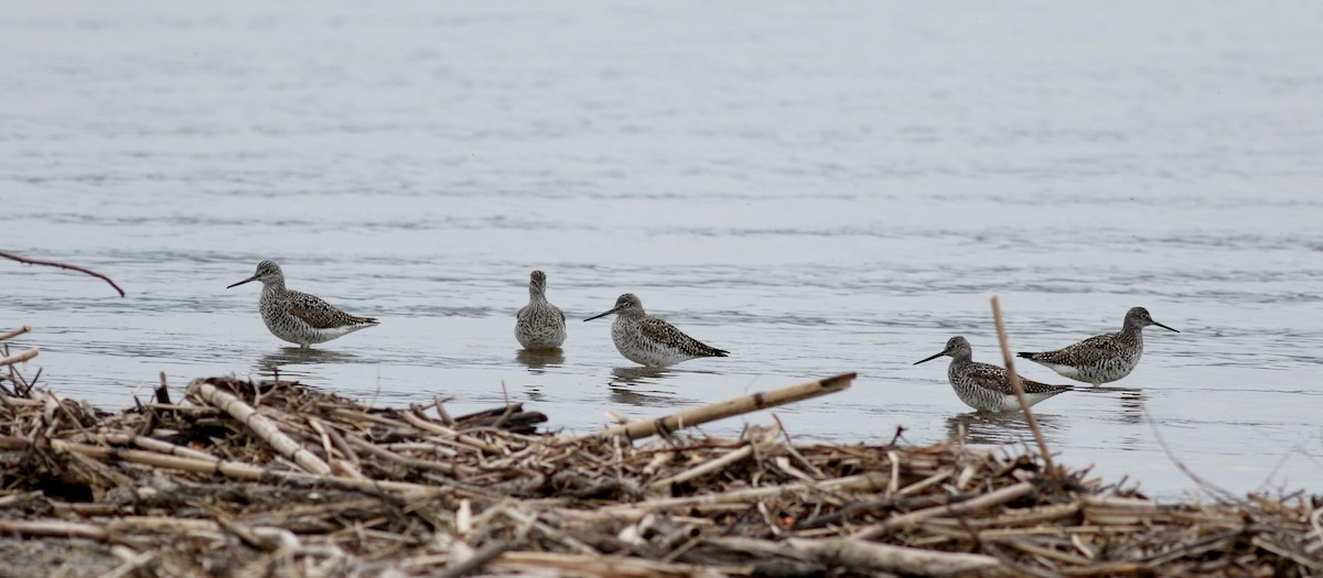 Greater Yellowlegs - ML27512111