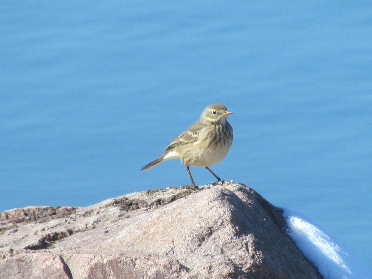 American Pipit - ML275122521