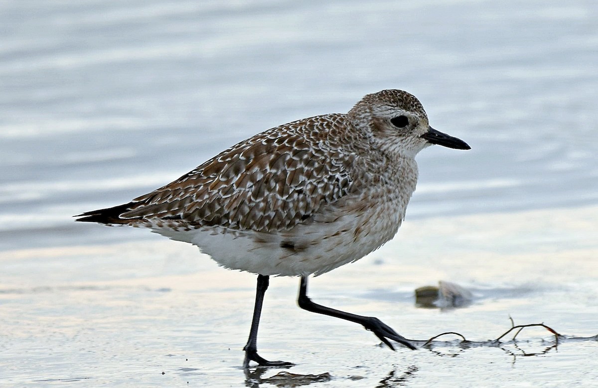 Black-bellied Plover - ML275122541