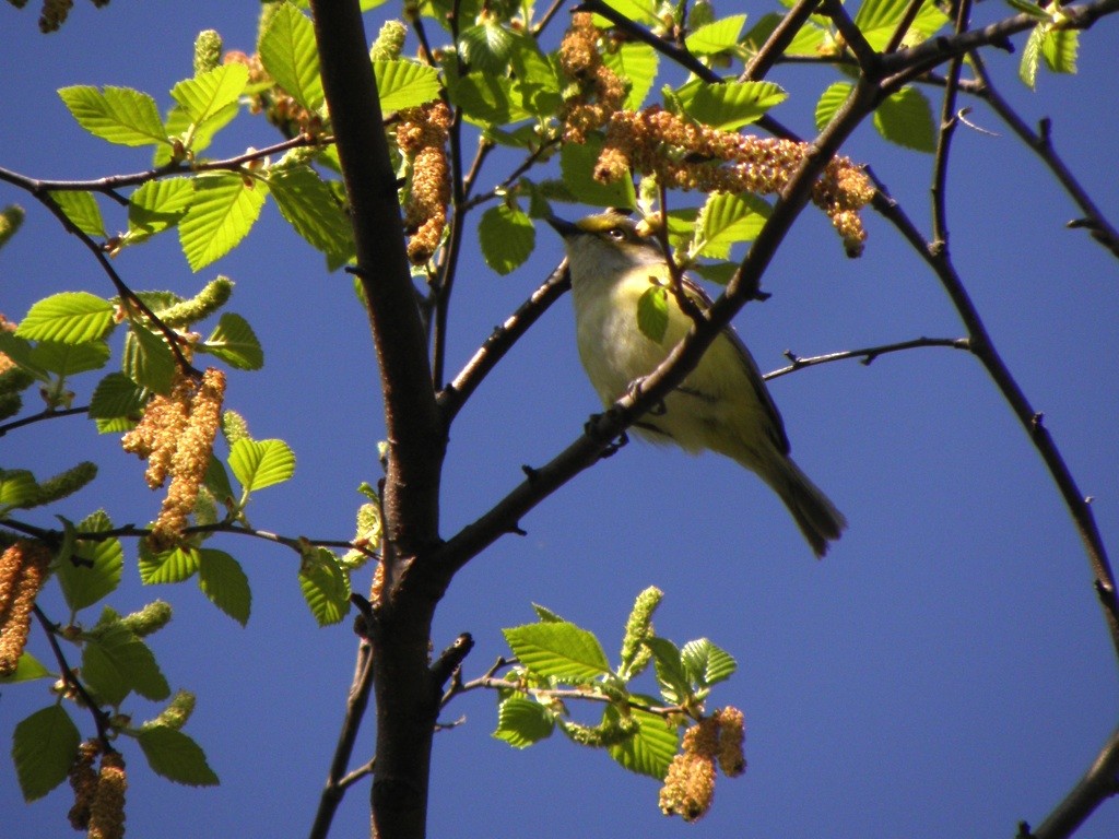 Ak Gözlü Vireo - ML27512281