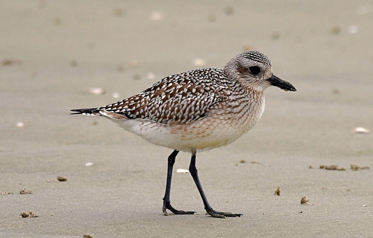 Black-bellied Plover - ML275122851