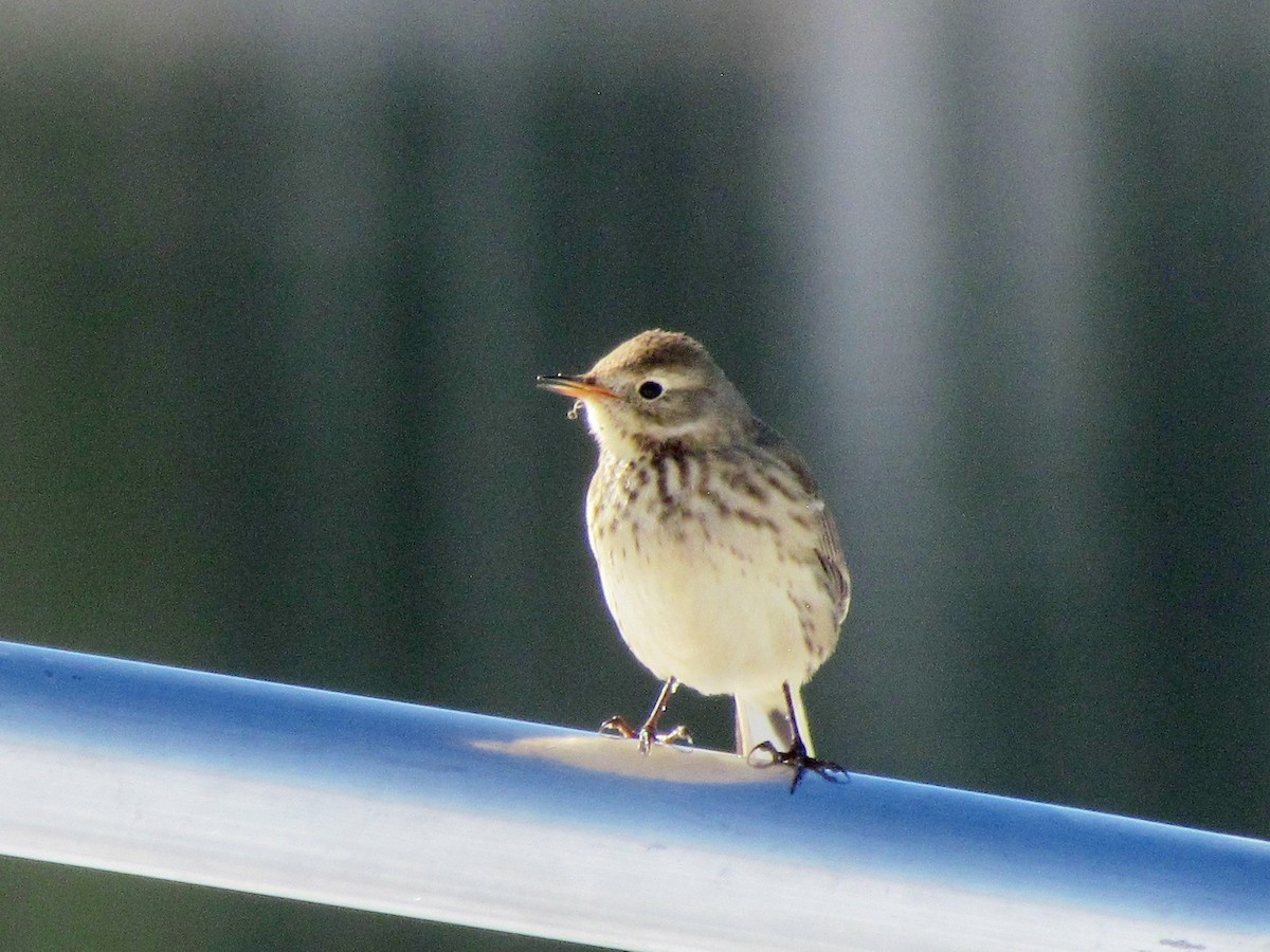 American Pipit - ML275123171