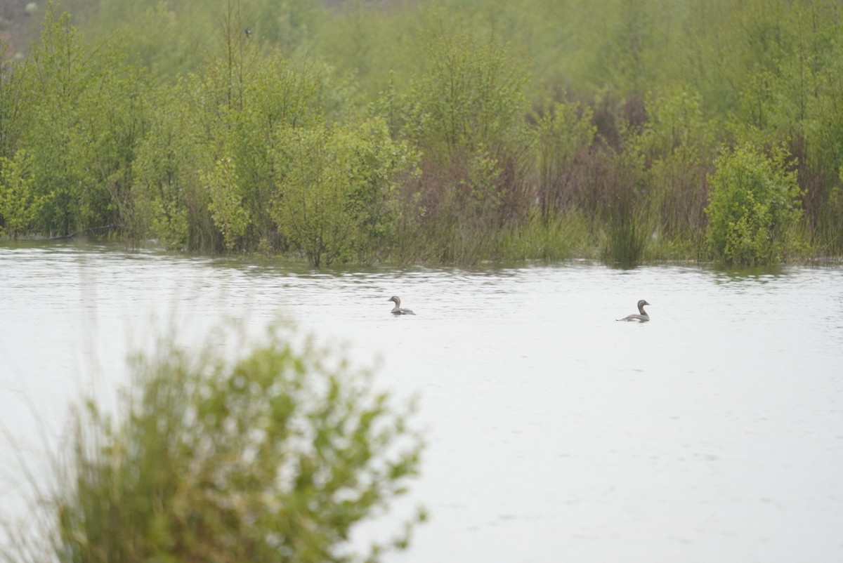 Flying Steamer-Duck - ML275123301