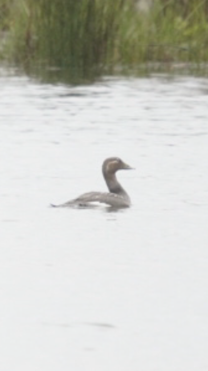 Flying Steamer-Duck - ML275123631