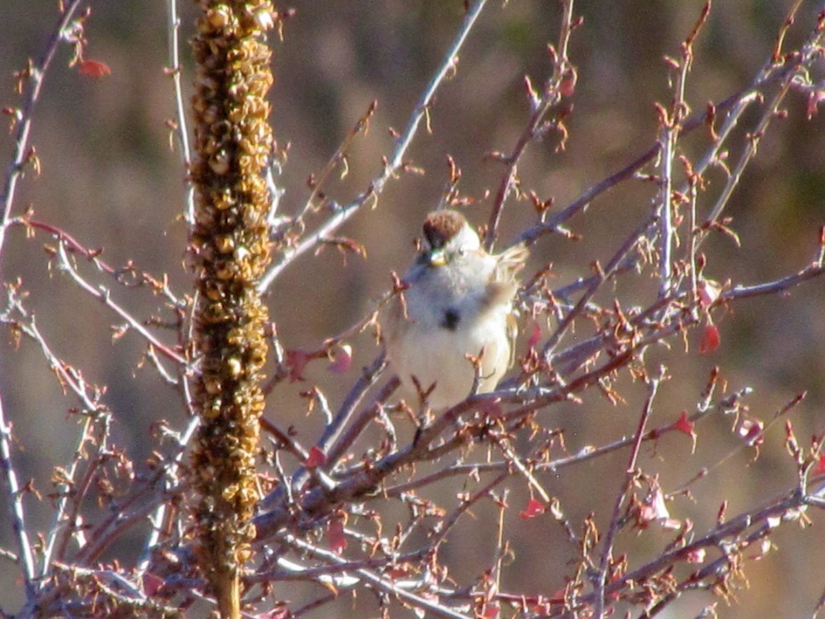 American Tree Sparrow - ML275124071