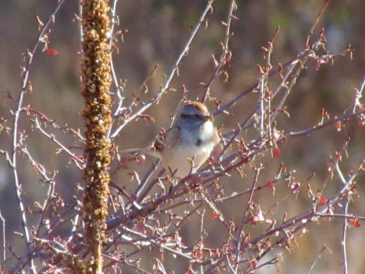 American Tree Sparrow - ML275124121