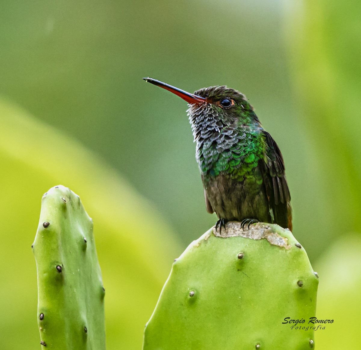 Rufous-tailed Hummingbird - ML275124161