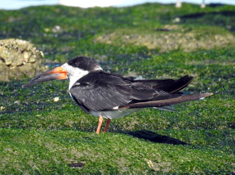 Black Skimmer (cinerascens) - ML275124201