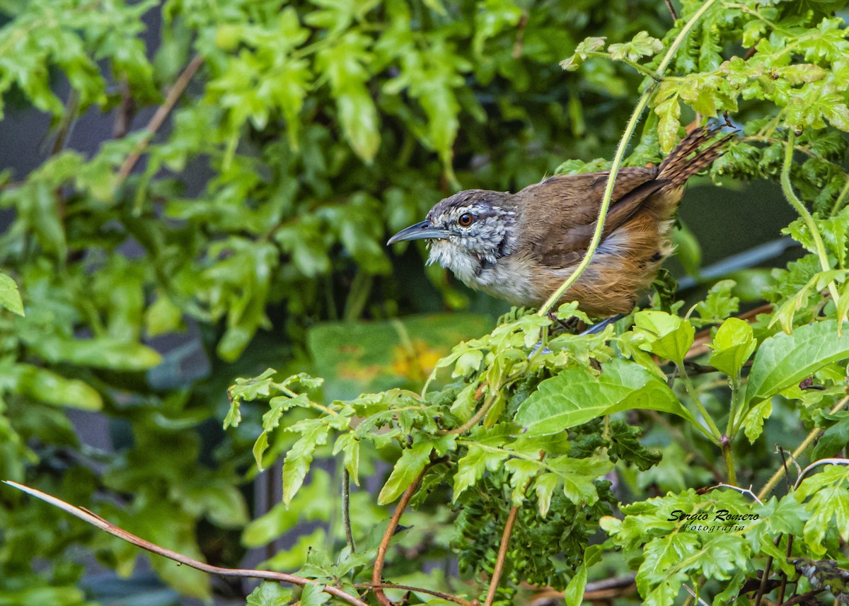 Cabanis's Wren - ML275124251