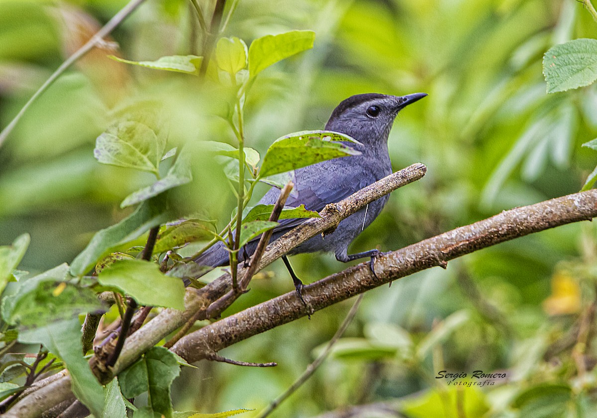 Gray Catbird - ML275124311