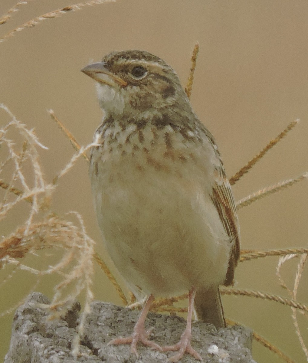 Singing Bushlark (Australasian) - Anne Murray