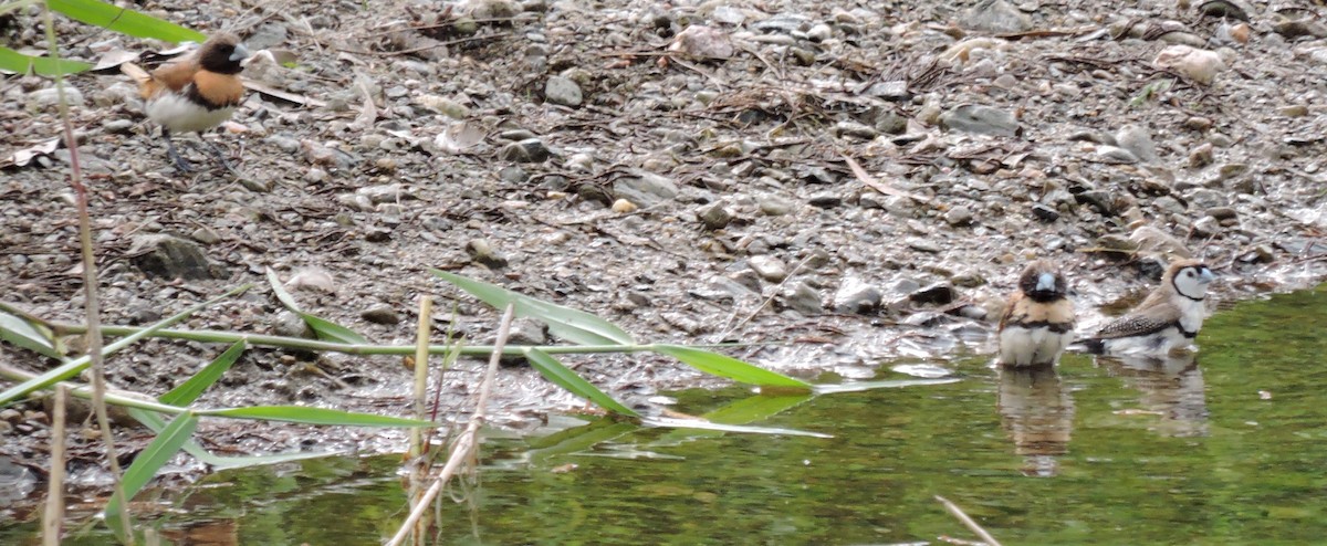 Double-barred Finch - ML275127001