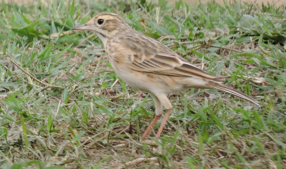 Australian Pipit - ML275127111