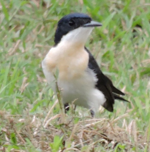 Restless Flycatcher - ML275127191
