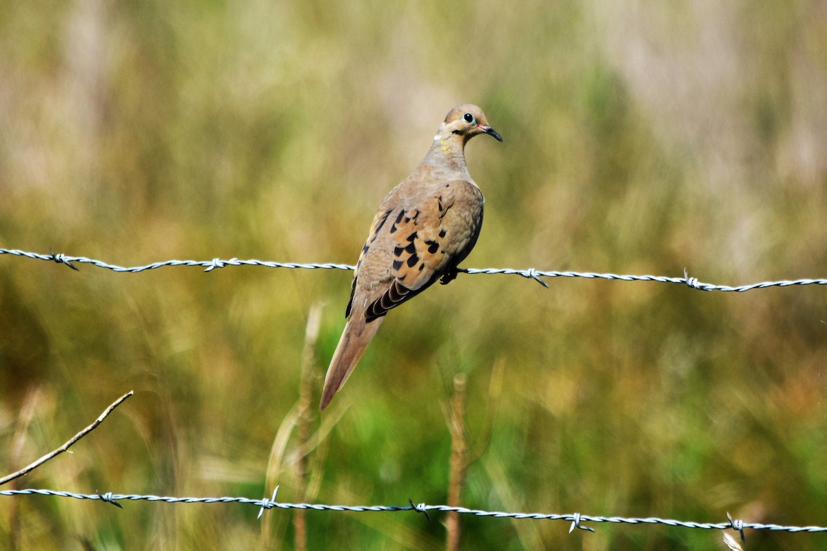 Mourning Dove - ML275127211