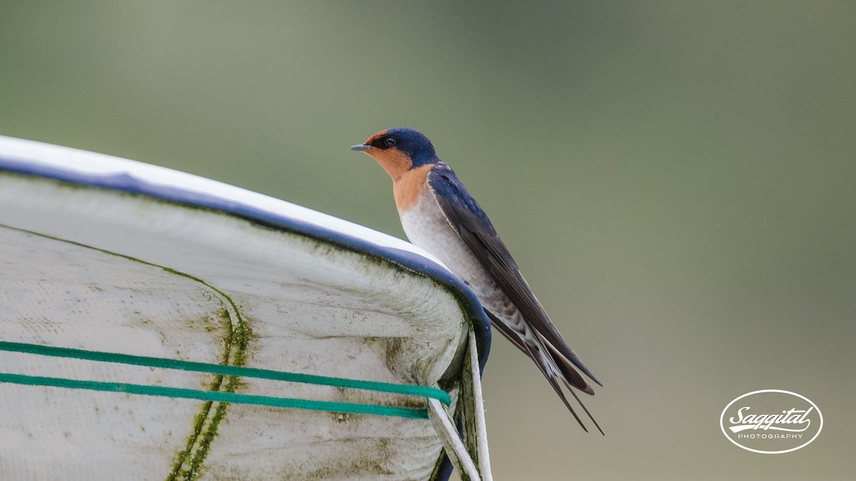 Golondrina Australiana - ML27512741