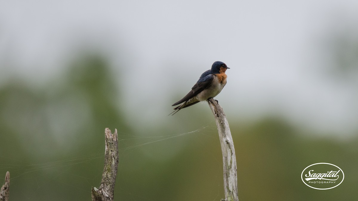 Golondrina Australiana - ML27512751