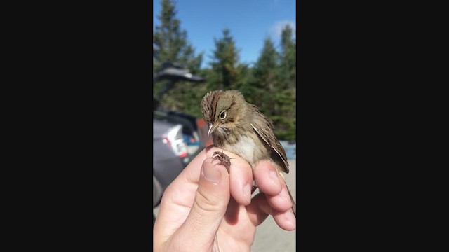 Lincoln's Sparrow - ML275127551