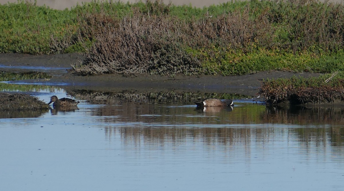 Blue-winged Teal - Nancy Houlihan