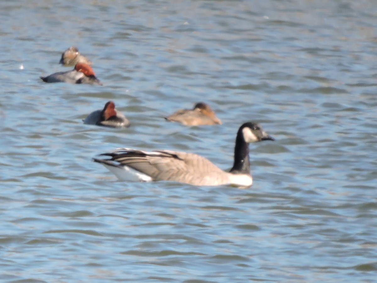 Cackling Goose - ML275128431