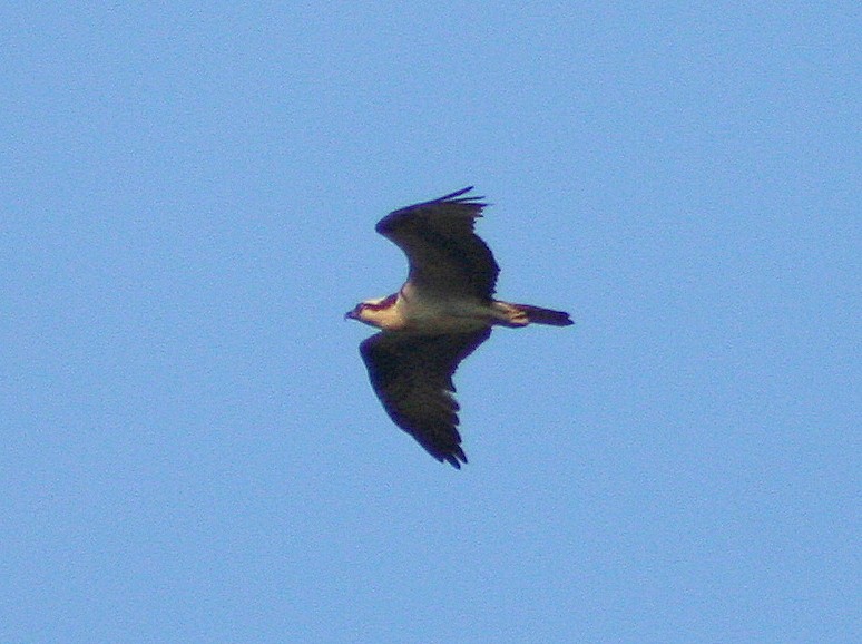 Águila Pescadora - ML275128451