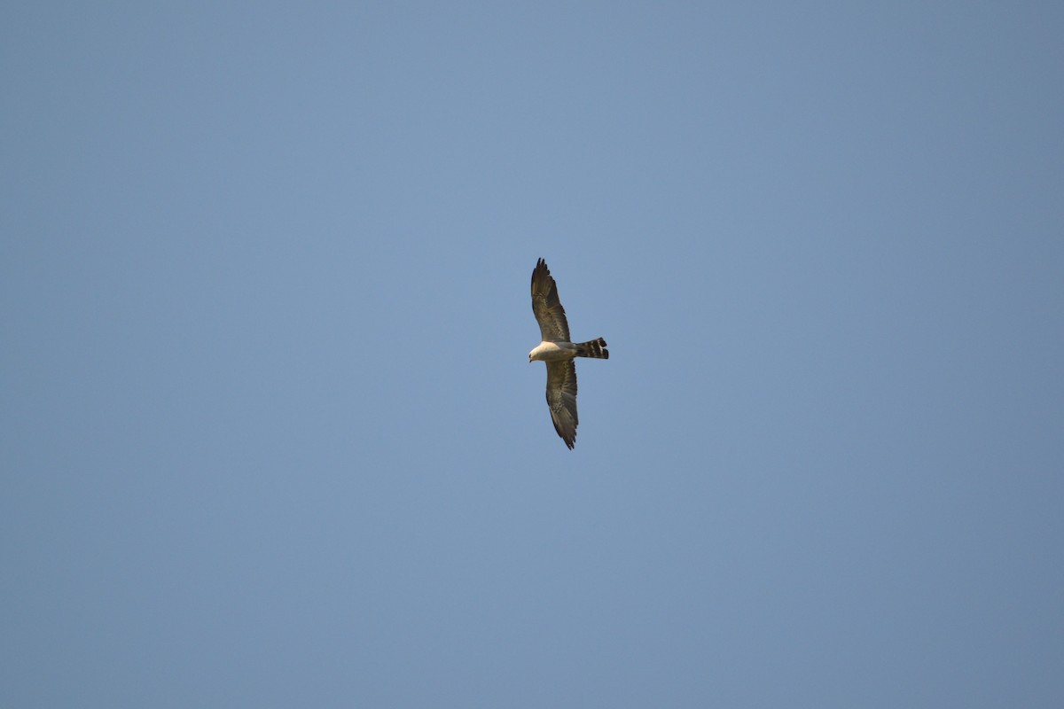 Mississippi Kite - ML275128491