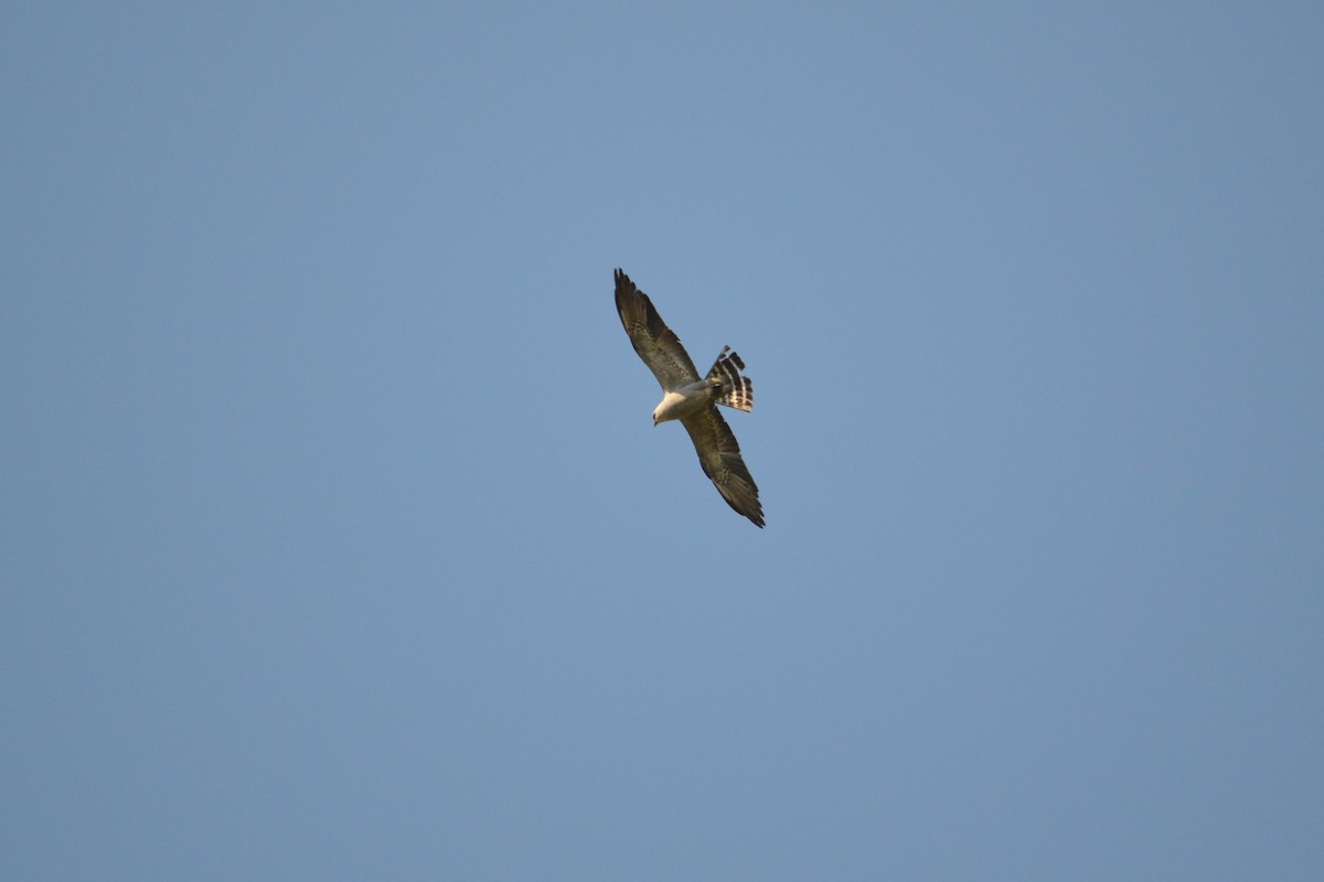 Mississippi Kite - ML275128501