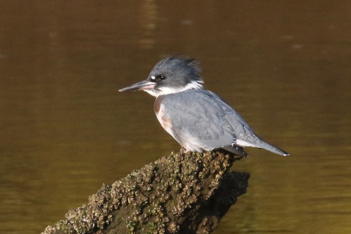 Belted Kingfisher - ML275128791
