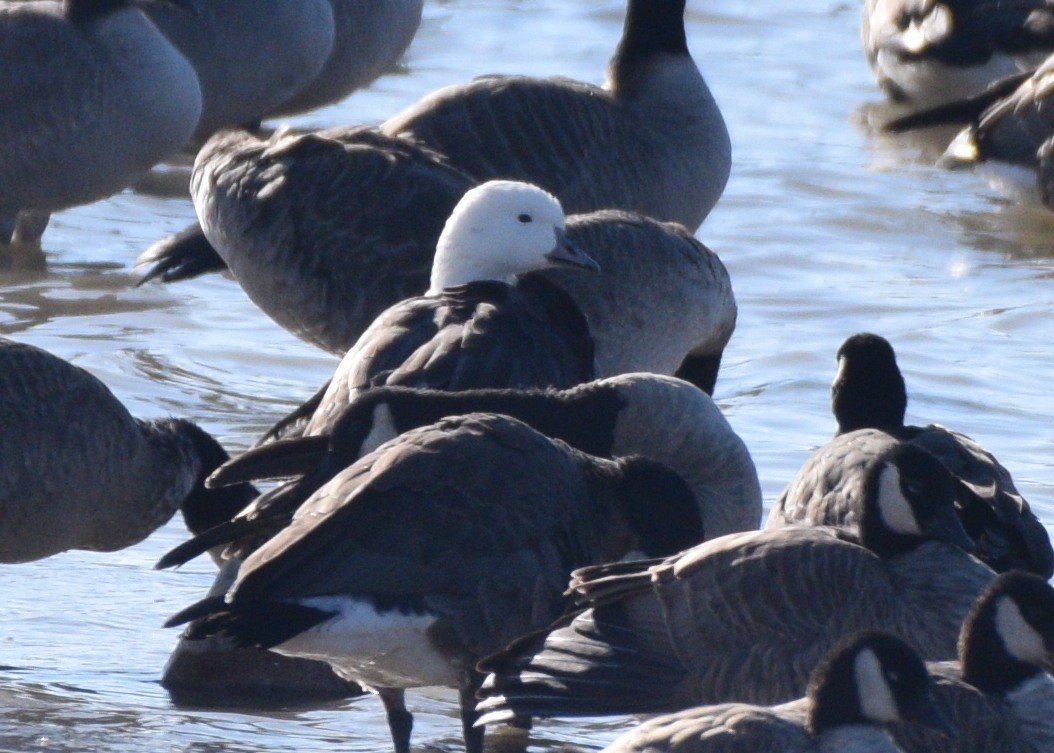 Ross's x Cackling Goose (hybrid) - ML275128901