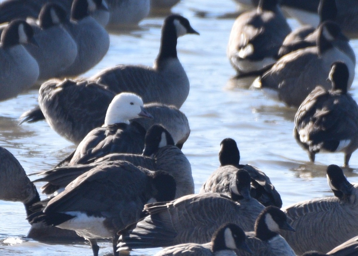 Ross's x Cackling Goose (hybrid) - ML275128911