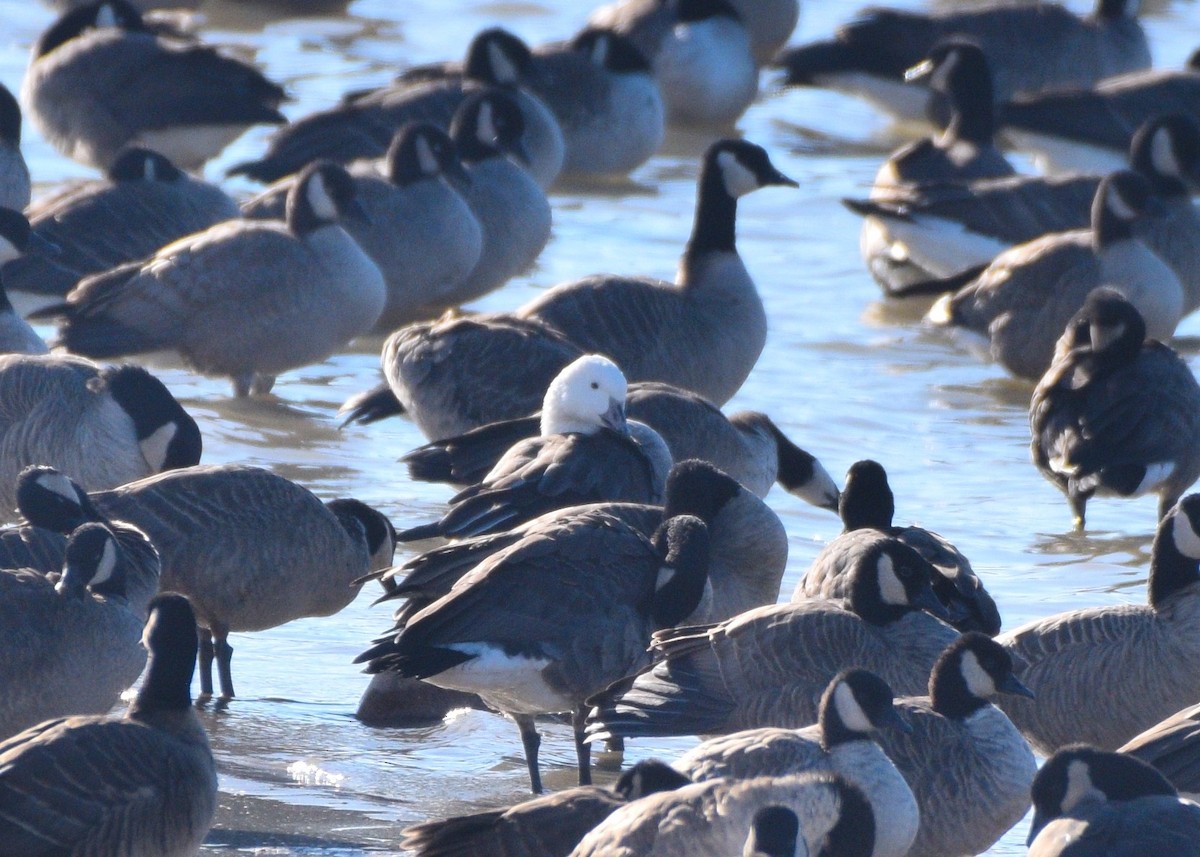 Ross's x Cackling Goose (hybrid) - ML275128921