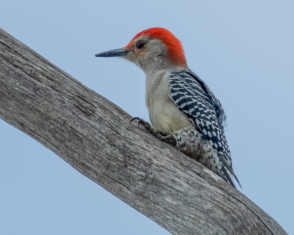 Red-bellied Woodpecker - Andy Wilson