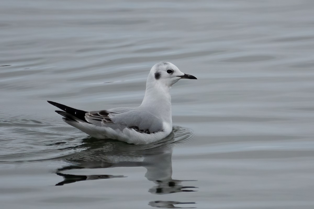 Bonaparte's Gull - ML275130411