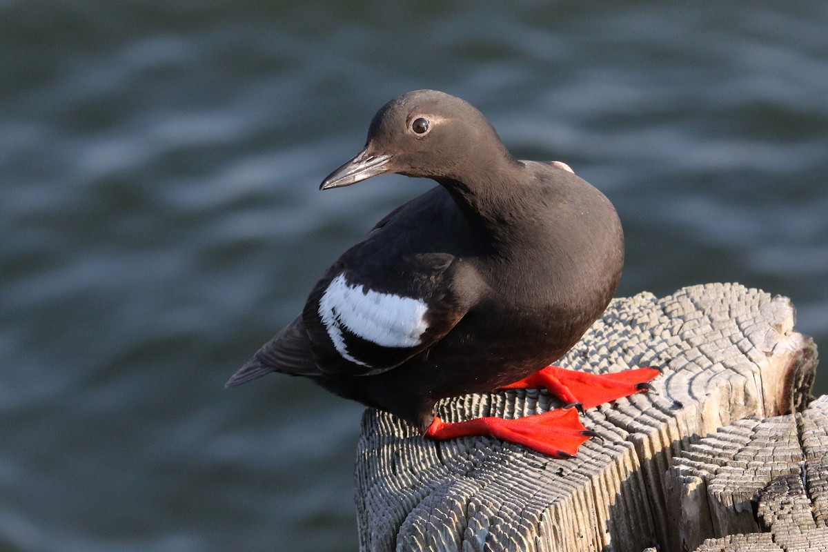 Pigeon Guillemot - ML275131691