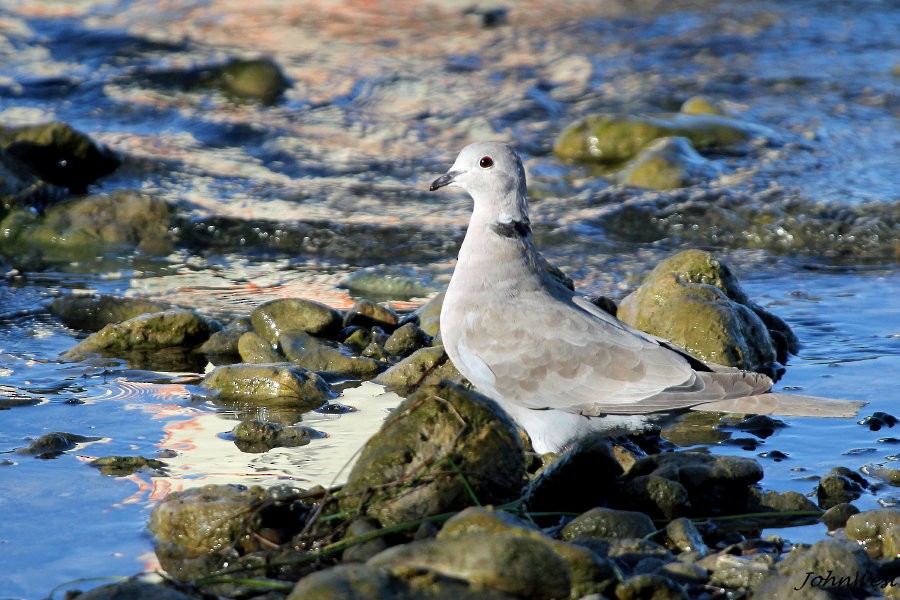 Eurasian Collared-Dove - John West