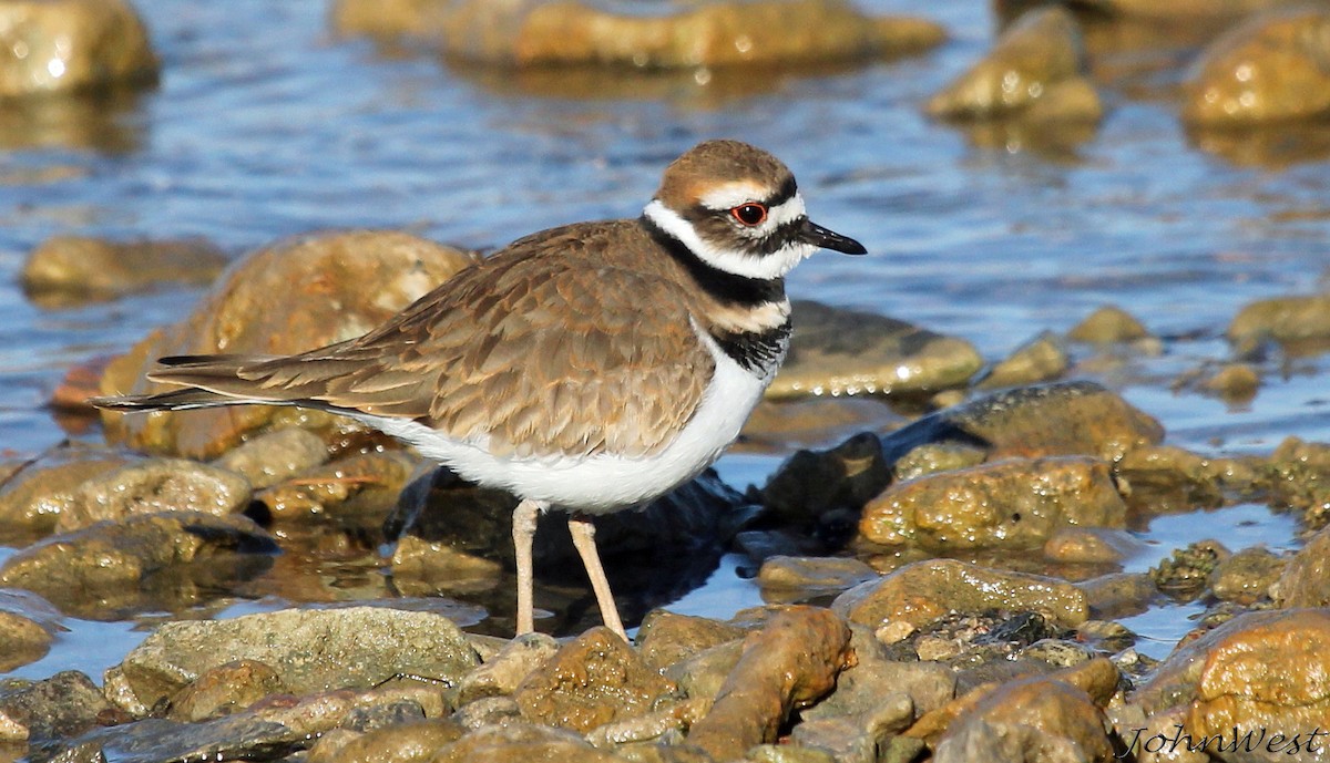 Killdeer - John West