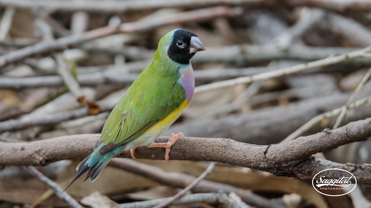 Gouldian Finch - Peter Latta