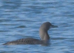 Pacific Loon - Susan Rosine