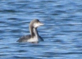 Pacific Loon - Susan Rosine