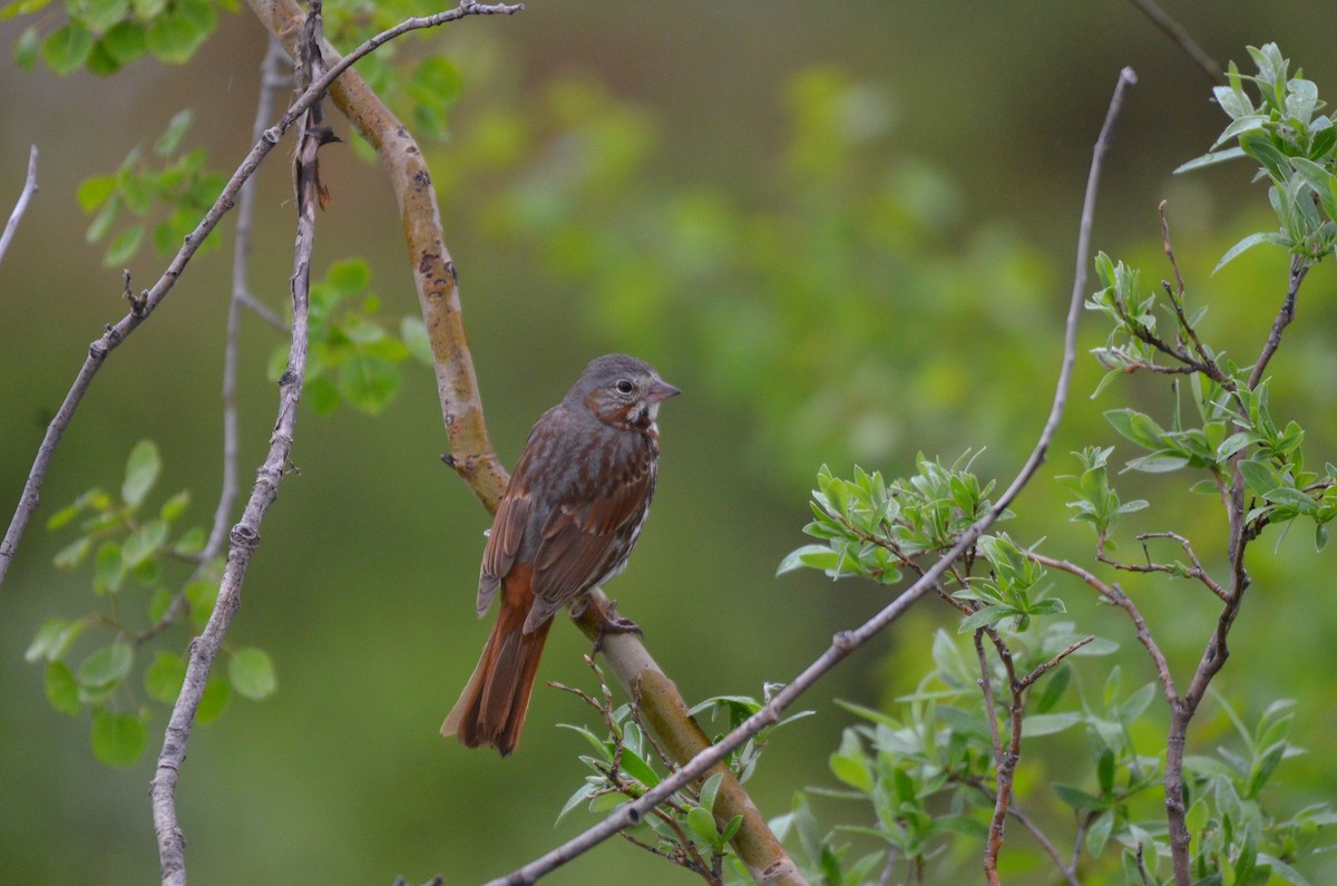Fox Sparrow (Red) - ML275133961
